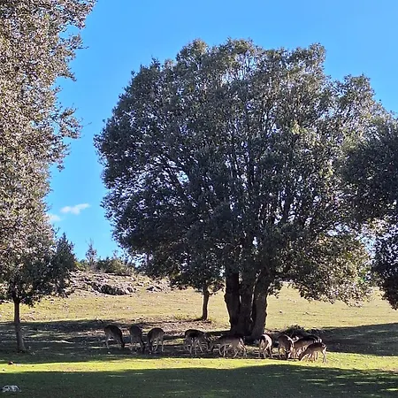 El Pinar De La Lobera